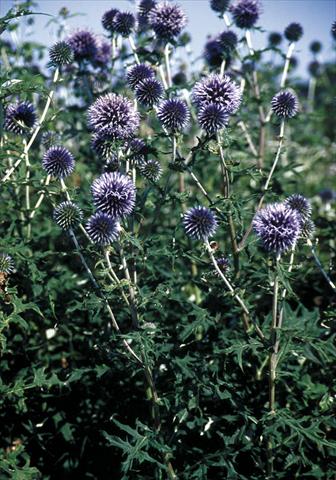Photo de variété de fleurs à utiliser comme: Plante à massif/ plante de bordure Echinops bannaticus Blue Glow