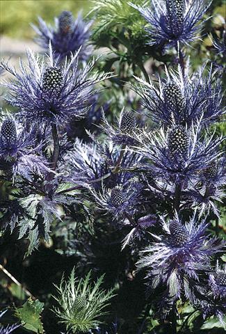 Photo de variété de fleurs à utiliser comme: Plante à massif/ plante de bordure Eryngium alpinum Blue Star