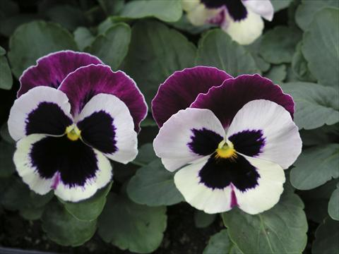 Photo de variété de fleurs à utiliser comme: Pot et Plante à massif Viola wittrockiana Earlyflorian Cassis