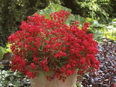 Photo de variété de fleurs à utiliser comme: Pot, patio, Suspension Nemesia Sunsatia™ Cranberry