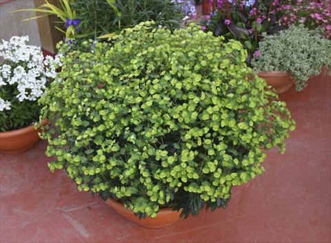 Photo de variété de fleurs à utiliser comme: Pot, Plante à massif, patio Euphorbia x martinii Antigone
