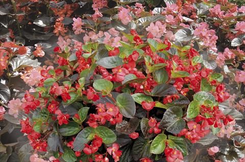 Photo de variété de fleurs à utiliser comme: Plante à massif, pot ou Suspension Begonia x benariensis BIG