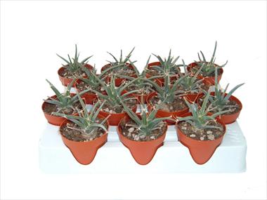 Photo de variété de fleurs à utiliser comme: Pot Cactus Leuchterbegia principis