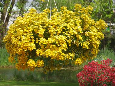 Photo de variété de fleurs à utiliser comme: Pot, patio, Suspension Nemesia Sunsatia™ Lemon