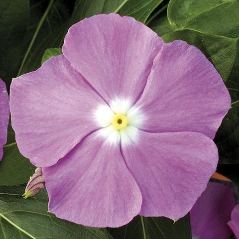 Photo de variété de fleurs à utiliser comme: Pot, Plante à massif, patio, Suspension Catharanthus roseus - Vinca Vitesse Lavender