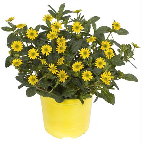 Photo de variété de fleurs à utiliser comme: Pot, Plante à massif, patio, Suspension Sanvitalia RED FOX Sunvy Super Gold