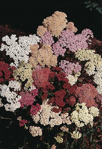 Photo de variété de fleurs à utiliser comme: Fleur coupée Achillea millefolium Colorado