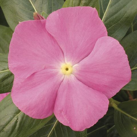 Photo de variété de fleurs à utiliser comme: Pot, Plante à massif, patio, Suspension Catharanthus roseus - Vinca Vitesse Pink
