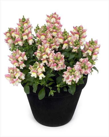 Photo de variété de fleurs à utiliser comme: Suspension / pot Antirrhinum majus Florini Diana Sweety