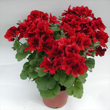 Photo de variété de fleurs à utiliser comme: Pot Pelargonium grandiflorum pac® Aristo® Velvet Red