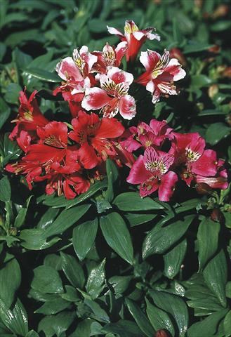 Photo de variété de fleurs à utiliser comme: Pot, Plante à massif, patio Alstroemeria hybrida Dandy Candy