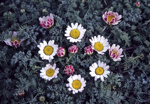 Photo de variété de fleurs à utiliser comme: Plante à massif/ plante de bordure Anacyclus pyrethrum var. depressus compactum Silberkissen