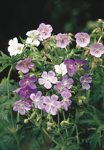 Photo de variété de fleurs à utiliser comme: Pot et Plante à massif Geranium pratense Painters Palette