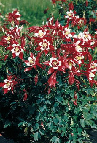 Photo de variété de fleurs à utiliser comme: Pot et Plante à massif Aquilegia caerulea Red Hobbit