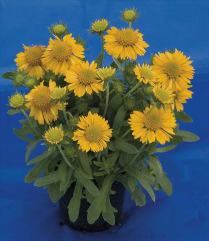 Photo de variété de fleurs à utiliser comme: Pot et Plante à massif Gaillardia Gallo Yellow