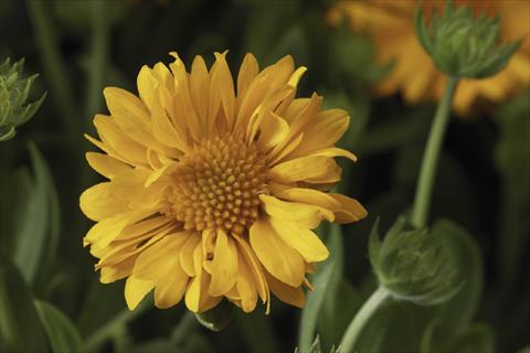 Photo de variété de fleurs à utiliser comme: Pot Gaillardia Sunburst T Yellow