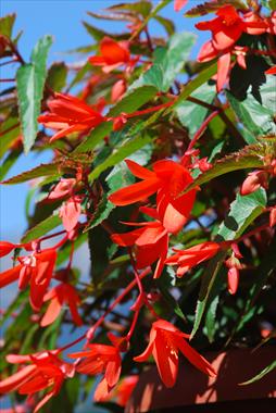 Photo de variété de fleurs à utiliser comme: Patio, Plante à massif Begonia Summerwings Orange