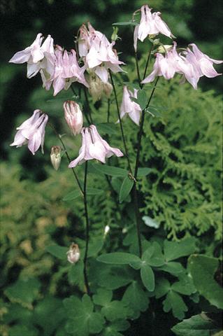 Photo de variété de fleurs à utiliser comme: Plante à massif/ plante de bordure Aquilegia vulgaris Heidi