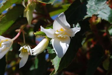Photo de variété de fleurs à utiliser comme: Patio, Plante à massif Begonia Summerwings White