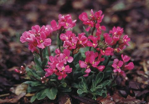 Photo de variété de fleurs à utiliser comme: Plante à massif/ plante de bordure Arabis blepharophylla Rote Sensation (Red Sensation)