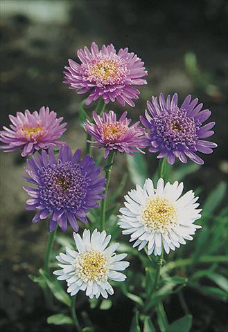 Photo de variété de fleurs à utiliser comme: Plante à massif/ plante de bordure Aster alpinus Märchenland (Fairyland)