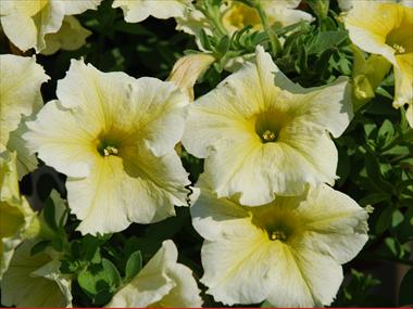 Photo de variété de fleurs à utiliser comme: Pot, patio, Suspension Petunia pendula Niagara Astral