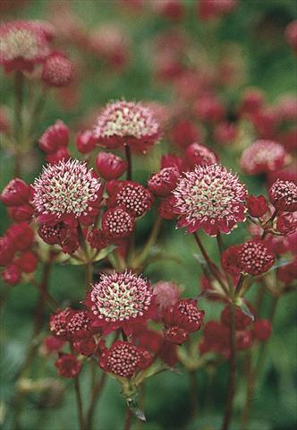 Photo de variété de fleurs à utiliser comme: Plante à massif/ plante de bordure Astrantia Major-Hybr. Ruby Cloud