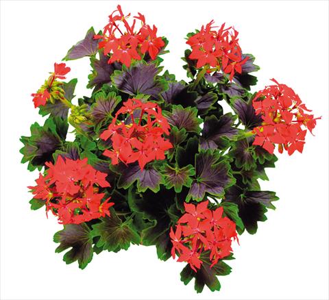 Photo de variété de fleurs à utiliser comme: Plante à massif, patio, Suspension Pelargonium zonale Chocolate