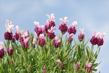 Photo de variété de fleurs à utiliser comme: Pot et Plante à massif Lavandula Avignon