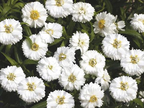 Photo de variété de fleurs à utiliser comme: Pot, Plante à massif, patio, Suspension Achillea Pelfi© Gipsy© White