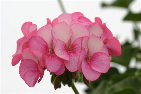 Photo de variété de fleurs à utiliser comme: Pot Pelargonium x hortorum F.1 Horizon Rose Ice