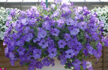 Photo de variété de fleurs à utiliser comme: Pot, patio, Suspension Petunia pendula Conchita Azur