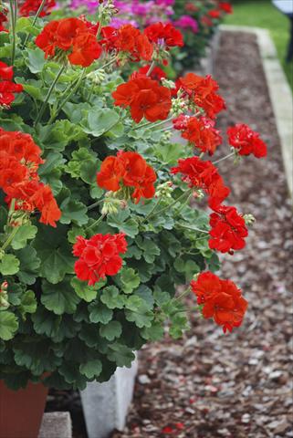 Photo de variété de fleurs à utiliser comme: Plante à massif, patio, Suspension Pelargonium zonale Alpin Red