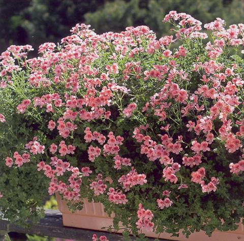 Photo de variété de fleurs à utiliser comme: Patio, Suspension Pelargonium crispum Angeleyes Orange