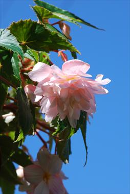 Photo de variété de fleurs à utiliser comme: Patio, Suspension Begonia Belleconia™ Apricot Blush