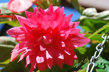 Photo de variété de fleurs à utiliser comme: Patio, Suspension Begonia Belleconia™ Rose