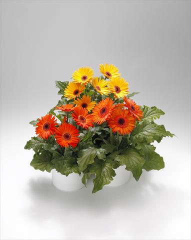 Photo de variété de fleurs à utiliser comme: Suspension / pot Gerbera jamesonii Royal Golden Orange-Scarlet Shades 102
