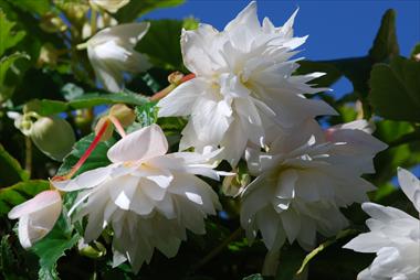 Photo de variété de fleurs à utiliser comme: Patio, Suspension Begonia Belleconia™ White