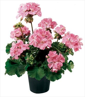Photo de variété de fleurs à utiliser comme: Pot, Plante à massif, patio Pelargonium zonale Belmonte Hot Pink