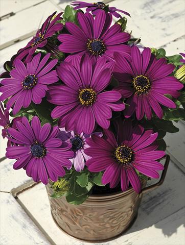 Photo de variété de fleurs à utiliser comme: Plante à massif, pot ou Suspension Osteospermum Asti Purple Pot