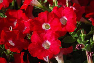 Photo de variété de fleurs à utiliser comme: Pot, patio, Suspension Petunia pendula Conchita Grenadine