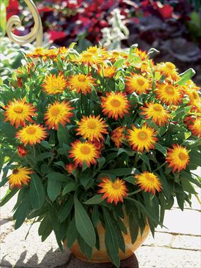 Photo de variété de fleurs à utiliser comme: Pot et Plante à massif Helichrysum (Bracteantha) Dazette Flame