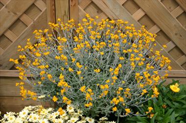 Photo de variété de fleurs à utiliser comme: Plante à massif, patio, Suspension Chrysocephalum Desert Flame