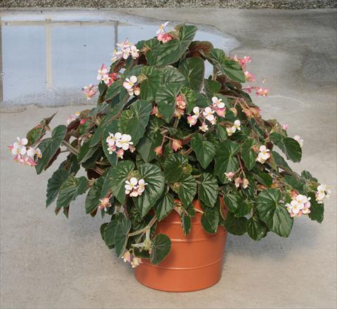 Photo de variété de fleurs à utiliser comme: Pot, Plante à massif, patio, Suspension Begonia hybrida Ikon
