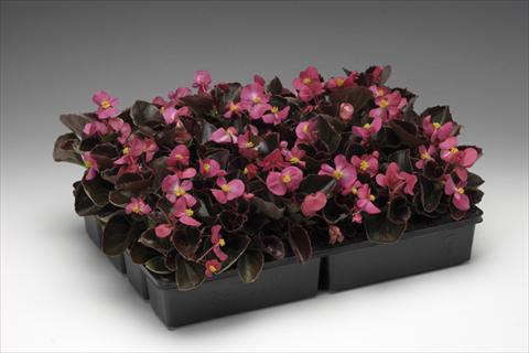 Photo de variété de fleurs à utiliser comme: Pot et Plante à massif Begonia semperflorens Ascot F1 Bronze Deep Rose