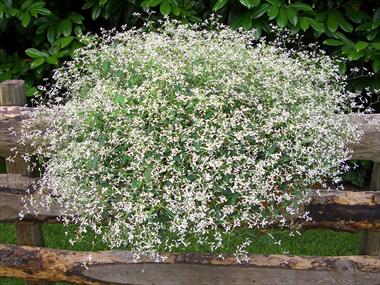 Photo de variété de fleurs à utiliser comme: Pot, patio, Suspension Poinsettia - Euphorbia pulcherrima Diamond Frost