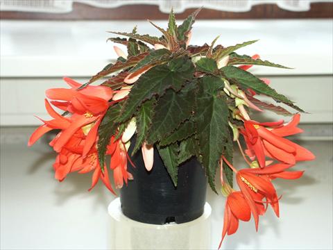 Photo de variété de fleurs à utiliser comme: Plante à massif/ plante de bordure Begonia boliviensis Salmon Sparkler