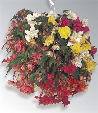 Photo de variété de fleurs à utiliser comme: Suspension / pot Begonia tuberosa Illumination