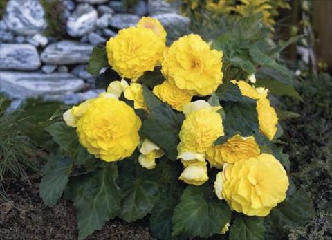 Photo de variété de fleurs à utiliser comme: Pot, Plante à massif, patio, Suspension Begonia tuberosa Go Early F1 Yellow