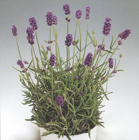 Photo de variété de fleurs à utiliser comme: Pot et Plante à massif Lavandula Blue River